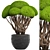 Niwaki Bonsai Cedar Tree 3D model small image 1