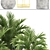 Tropical Palm Collection - Howea 3D model small image 2