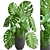 Indoor Monstera in Stylish Black Planter 3D model small image 1