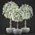 Exquisite Ficus Alii Collection 3D model small image 3