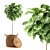 Tropical Elegance: Ficus Lyrata Plant 3D model small image 1