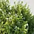 Versatile Ligustrum for Stunning Landscapes 3D model small image 2