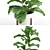 Tropical Statement: Ficus Lyrata Plant 3D model small image 2