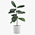 Rubber Tree Indoor Plant 21 3D model small image 1