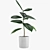 Rubber Tree Indoor Plant 21 3D model small image 2