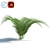  Breezy Fern - Lifelike Wind Effect 3D model small image 1