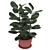 Title: Elegant Ficus Elastica Planter 3D model small image 1