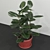 Title: Elegant Ficus Elastica Planter 3D model small image 2