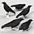 Carrion Crow Models - Urban Avian Replicas 3D model small image 3