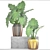 Exotic Tropical Philodendron: Decorative Indoor Plant 3D model small image 3