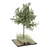 Versatile Tree Model Collection 3D model small image 1
