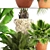 Tropical Plant Collection 3D model small image 2