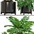 Elegant Chamaedorea: Perfect Palm for Your Interior 3D model small image 2