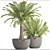 Exotic Phoenix Roebelenii Palm Collection 3D model small image 3