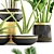 Luxury Indoor Plant Collection 3D model small image 2