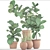 Exotic Plant Collection: Ficus Lyrata & Sansevieria 3D model small image 3