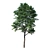 Versatile Fraxinus Excelsior Variations 3D model small image 3