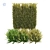 Realistic Ligustrum Ovalifolium Bush - 2 Variations 3D model small image 1
