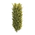 Realistic Ligustrum Ovalifolium Bush - 2 Variations 3D model small image 2