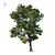 Realistic Fraxinus Ornus Tree 3D model small image 1