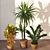 Greenery Oasis: 2014 Houseplants 3D model small image 2