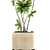 Elegant Blooming Plumeria in West Elm Pot 3D model small image 2