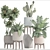 Tropical Collection: Frangipani, Agave, Cactus 3D model small image 3