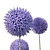 Botanical Bliss: Echinops Banaticus 3D model small image 2