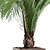 Tropical Elegance: Hedyscepe Canterburyana 3D model small image 2