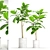 Exquisite Ficus Elastica Duo 3D model small image 1