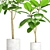 Exquisite Ficus Elastica Duo 3D model small image 2