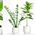  Elegant Indoor Plant Set 3D model small image 1