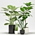 Exquisite Indoor Plant Collection 3D model small image 1