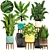 Indoor Plant Collection: Sansevieria, Schefflera, Zamioculcas 3D model small image 1