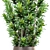 Dracaena Reflexa: Stylish Indoor Plant 3D model small image 2