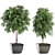 Evergreen Ficus Alii - Stunning Decorative Indoor Tree 3D model small image 1