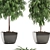 Evergreen Ficus Alii - Stunning Decorative Indoor Tree 3D model small image 2