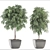 Evergreen Ficus Alii - Stunning Decorative Indoor Tree 3D model small image 3