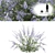 Nepeta Faassenii: Material Library 3D model small image 1