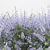 Nepeta Faassenii: Material Library 3D model small image 3