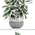 Scandinavian Style Ficus Collection 3D model small image 2