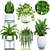 Indoor Plant Collection: Schefflera, Zamioculcas, Caladium 3D model small image 1