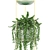 Indoor Plant Collection: Schefflera, Zamioculcas, Caladium 3D model small image 2