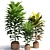 Tropical Elegance: Cordyline & Codiaeum 3D model small image 1