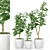 Ficus Elastica Set: Plant 48 3D model small image 1