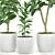 Ficus Elastica Set: Plant 48 3D model small image 2