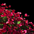  Vibrant Bougainvillea Bushes 3D model small image 3