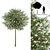 Willow Tree Model | Salix integra 'Hakuro Nishiki' 3D model small image 1