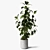 Elegant Ficus Elastica: 3ds Max, OBJ, V-Ray, 2009, 2015 3D model small image 1