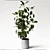 Elegant Ficus Elastica: 3ds Max, OBJ, V-Ray, 2009, 2015 3D model small image 2